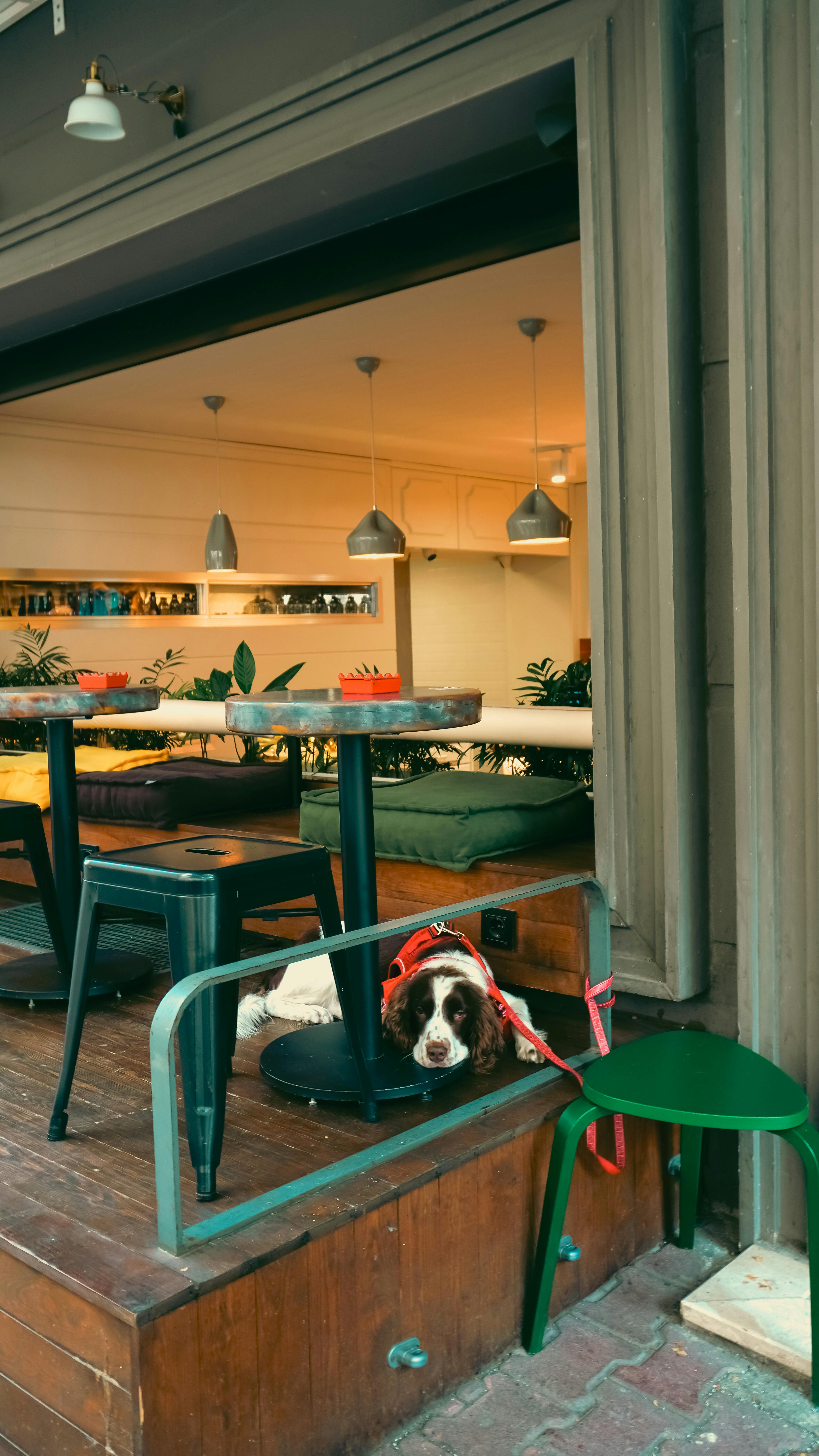 A relaxed outdoor cafe scene with patio seating in Dunedin-style surroundings.